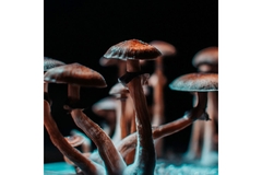 mushroom